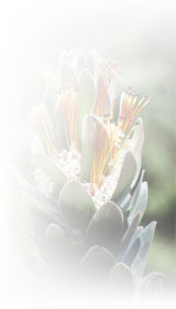 protea
